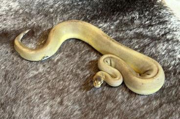 Schlangen kaufen und verkaufen Foto: Königspython 0.1 Champagne Paradox dh Albino Piebald