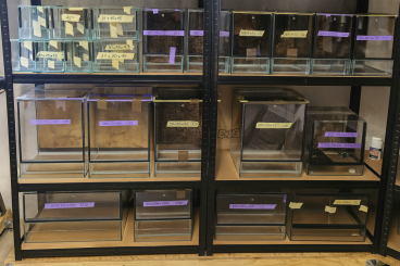 Enclosures kaufen und verkaufen Photo: gebrauchte Glasterrarien abzugeben Enclosures kaufen und verkaufen Photo: gebrauchte Glasterrarien abzugeben