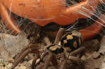 Vogelspinnen kaufen und verkaufen Foto: 0.1Hapolopus sp. Columbia Vogelspinnen kaufen und verkaufen Foto: 0.1Hapolopus sp. Columbia