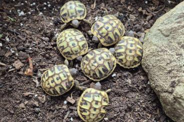 Landschildkröten kaufen und verkaufen Foto: Griechische Landschildkröten aus 2021 und 2024 Landschildkröten kaufen und verkaufen Foto: Griechische Landschildkröten aus 2021 und 2024