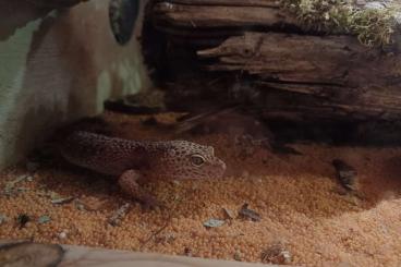 Geckos kaufen und verkaufen Foto: Leopardgecko Weibchen 0.1