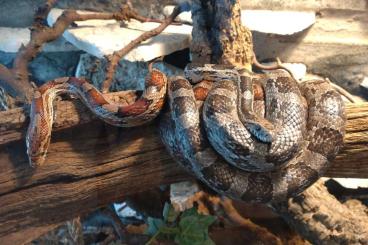 Nattern ungiftige  kaufen und verkaufen Foto: 2.0 Pantherophis guttatus adult