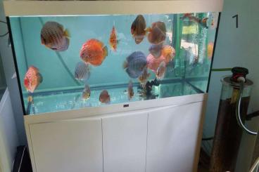 tanks kaufen und verkaufen Photo: Diskus Aquarium mit Fischen tanks kaufen und verkaufen Photo: Diskus Aquarium mit Fischen