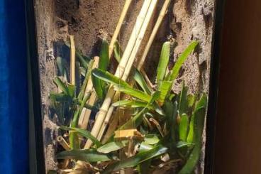 Enclosures kaufen und verkaufen Photo: Glasterrarium mit Schiebescheiben Enclosures kaufen und verkaufen Photo: Glasterrarium mit Schiebescheiben