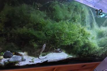tanks kaufen und verkaufen Photo: Aquarium mit verschieden Fischen tanks kaufen und verkaufen Photo: Aquarium mit verschieden Fischen