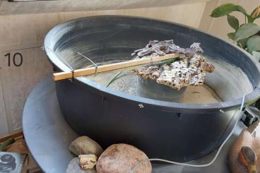 supplies kaufen und verkaufen Photo: Indoor/ Outdoor Teich supplies kaufen und verkaufen Photo: Indoor/ Outdoor Teich