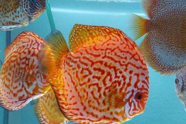 Zierfische kaufen und verkaufen Foto: Diskus Fische und Aquarium Zierfische kaufen und verkaufen Foto: Diskus Fische und Aquarium
