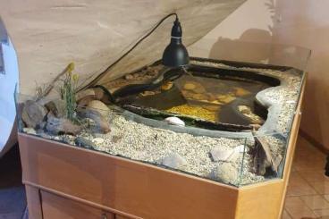 Turtles and Tortoises kaufen und verkaufen Photo: Schildkröte zu verschenken