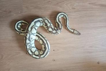 Ball Pythons kaufen und verkaufen Photo: 1.0 Lesser Pastel 100% het Clown