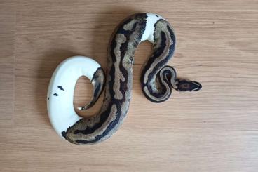 Ball Pythons kaufen und verkaufen Photo: 0.1. Piebald von 2019, bitte Anzeige lesen