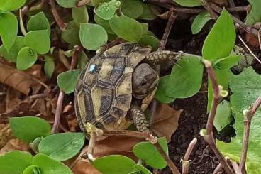 Landschildkröten kaufen und verkaufen Foto: Griechische Landschildkröte Nachzucht 2025 Landschildkröten kaufen und verkaufen Foto: Griechische Landschildkröte Nachzucht 2025