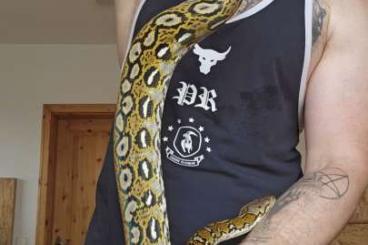 Snakes kaufen und verkaufen Photo: Netzpython böcke zum abgeben Snakes kaufen und verkaufen Photo: Netzpython böcke zum abgeben