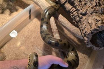 Snakes kaufen und verkaufen Photo: Männliche grüne anakonda Snakes kaufen und verkaufen Photo: Männliche grüne anakonda