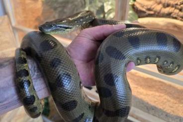 Snakes kaufen und verkaufen Photo: 1.0 grüne anakonda männchen Snakes kaufen und verkaufen Photo: 1.0 grüne anakonda männchen