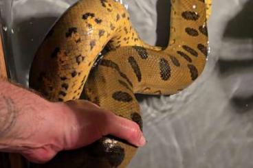 Snakes kaufen und verkaufen Photo: Grüne anakonda männchen zum abgeben Snakes kaufen und verkaufen Photo: Grüne anakonda männchen zum abgeben