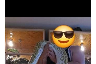 Schlangen kaufen und verkaufen Foto: Biete tigerpython im tausch an Schlangen kaufen und verkaufen Foto: Biete tigerpython im tausch an