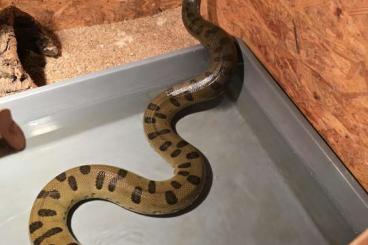 Snakes kaufen und verkaufen Photo: anakonda männer und ein Weibchen Snakes kaufen und verkaufen Photo: anakonda männer und ein Weibchen
