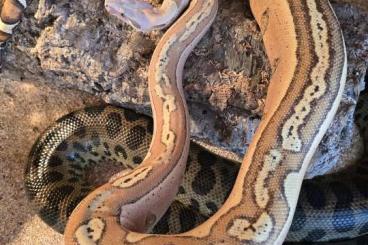 Schlangen kaufen und verkaufen Photo: 1.0 adultes boa männchen Schlangen kaufen und verkaufen Photo: 1.0 adultes boa männchen