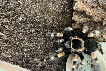 - bird spiders kaufen und verkaufen Photo: Verkaufe Brachypelma harmorii - bird spiders kaufen und verkaufen Photo: Verkaufe Brachypelma harmorii