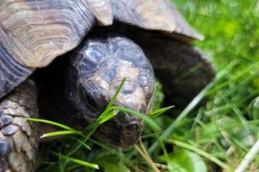Tortoises kaufen und verkaufen Photo: männliche Testudo marginata NZ 2014 Tortoises kaufen und verkaufen Photo: männliche Testudo marginata NZ 2014