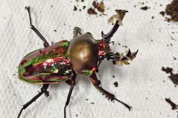 Insekten kaufen und verkaufen Foto: phalacrognathus muelleri adult