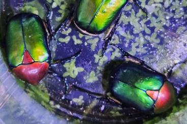 Insekten kaufen und verkaufen Foto: Flower beetles from Swiss