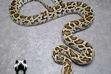 Pythons kaufen und verkaufen Foto: Half dwarf het green burmese pythons Pythons kaufen und verkaufen Foto: Half dwarf het green burmese pythons