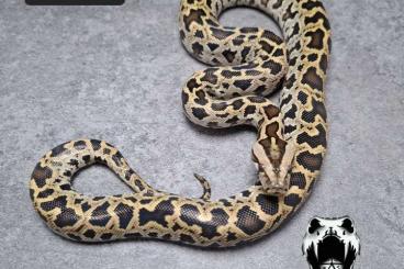 Pythons kaufen und verkaufen Photo: Half dwarf het green burmese pythons Pythons kaufen und verkaufen Photo: Half dwarf het green burmese pythons