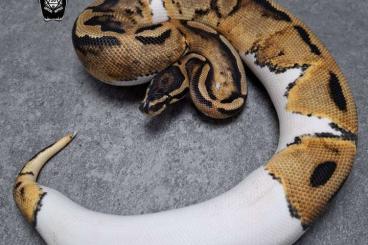 Königspythons kaufen und verkaufen Foto: Proven breeder ballpythons Königspythons kaufen und verkaufen Foto: Proven breeder ballpythons