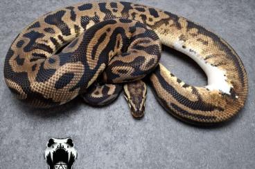 Ball Pythons kaufen und verkaufen Photo: Proven breeder ballpythons Ball Pythons kaufen und verkaufen Photo: Proven breeder ballpythons