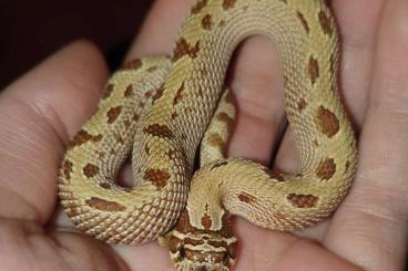 Colubrids kaufen und verkaufen Photo: Westliche Hakennasennatter Anaconda (heterodon nasicus) 1.0