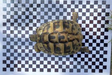 Landschildkröten kaufen und verkaufen Photo: NZ: männliche Griechische Landschildkröten 2020 Landschildkröten kaufen und verkaufen Photo: NZ: männliche Griechische Landschildkröten 2020