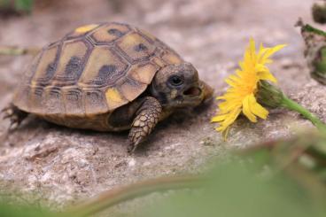 Tortoises kaufen und verkaufen Photo: wunderschöne Griech. Landschildkröten NZ 2023/2022/2021 abzugeben