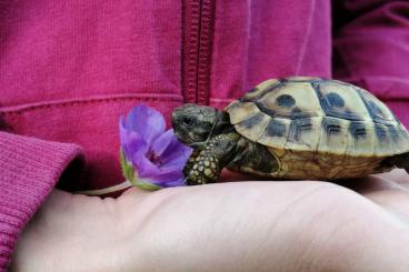 Landschildkröten kaufen und verkaufen Foto: wunderschön gewachsene NZ 2022/23/24 Griech. Landschildkröte THB Landschildkröten kaufen und verkaufen Foto: wunderschön gewachsene NZ 2022/23/24 Griech. Landschildkröte THB