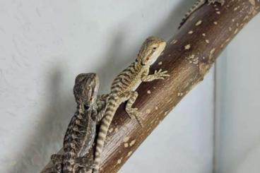 Bartagamen kaufen und verkaufen Foto: 13 Baby Bartagamen zu Verkaufen