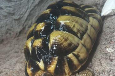 Landschildkröten kaufen und verkaufen Foto: 0.1 Testudo Kleinmanni Ägyptische Landschildkröte Landschildkröten kaufen und verkaufen Foto: 0.1 Testudo Kleinmanni Ägyptische Landschildkröte