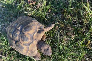 Tortoises kaufen und verkaufen Photo: Verkaufe Testudo Hermanni boettgeri Tortoises kaufen und verkaufen Photo: Verkaufe Testudo Hermanni boettgeri