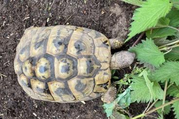 Landschildkröten kaufen und verkaufen Foto: biete Landschildkröte Hermanni boettgeri weiblich Landschildkröten kaufen und verkaufen Foto: biete Landschildkröte Hermanni boettgeri weiblich