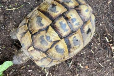 Landschildkröten kaufen und verkaufen Foto: Weibliche Griechische Landschildkröte Testudo Hermanni Boettgeri Landschildkröten kaufen und verkaufen Foto: Weibliche Griechische Landschildkröte Testudo Hermanni Boettgeri