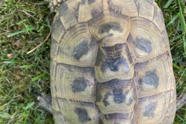 Tortoises kaufen und verkaufen Photo: griechische Landschildkröte Testudo Hermann Böttgeri weiblich Tortoises kaufen und verkaufen Photo: griechische Landschildkröte Testudo Hermann Böttgeri weiblich