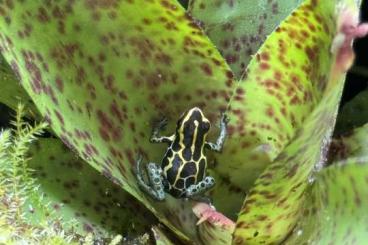 Pfeilgiftfrösche kaufen und verkaufen Foto: 1.0 Ranitomeya variabilis french guyana Pfeilgiftfrösche kaufen und verkaufen Foto: 1.0 Ranitomeya variabilis french guyana
