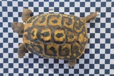 Tortoises kaufen und verkaufen Photo: THH-Weibchen semiadult, Ragusa aus Sizilien Tortoises kaufen und verkaufen Photo: THH-Weibchen semiadult, Ragusa aus Sizilien