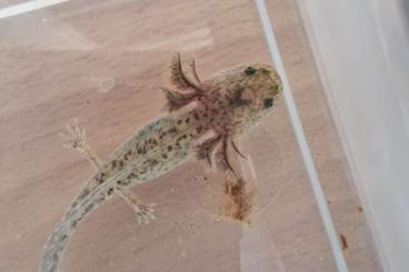 Newts kaufen und verkaufen Photo: Axolotl Babys aus eigener Nachzucht Newts kaufen und verkaufen Photo: Axolotl Babys aus eigener Nachzucht