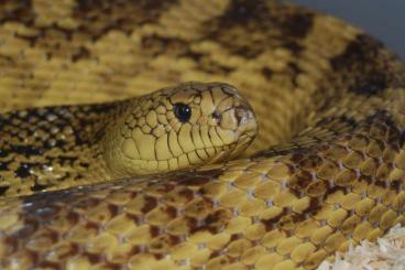 Schlangen kaufen und verkaufen Foto: Pituophis ruthveni / Louisiana pine snake Schlangen kaufen und verkaufen Foto: Pituophis ruthveni / Louisiana pine snake