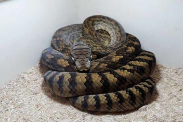Pythons kaufen und verkaufen Foto: Simalia amethistina, scrub python Pythons kaufen und verkaufen Foto: Simalia amethistina, scrub python
