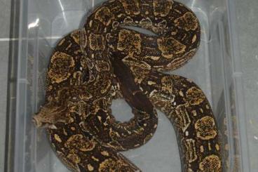 Boas kaufen und verkaufen Photo: Boa constrictor occidentalis Boas kaufen und verkaufen Photo: Boa constrictor occidentalis