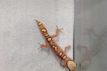 Geckos kaufen und verkaufen Photo: Diplodactylus - Nephrurus Geckos kaufen und verkaufen Photo: Diplodactylus - Nephrurus