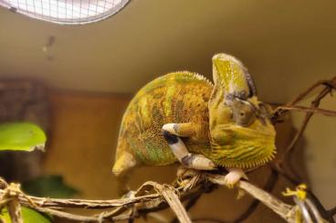 Chamäleons kaufen und verkaufen Foto: Verkaufe  Männliches Jemenchamäleon