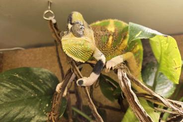 Chamaeleons kaufen und verkaufen Photo: Verkaufe  Männliches Jemenchamäleon