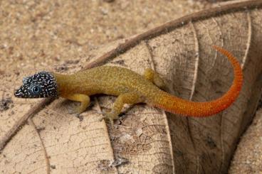 Geckos kaufen und verkaufen Foto: Sphaerodactylus (Kugelfingergeckos) Geckos kaufen und verkaufen Foto: Sphaerodactylus (Kugelfingergeckos)